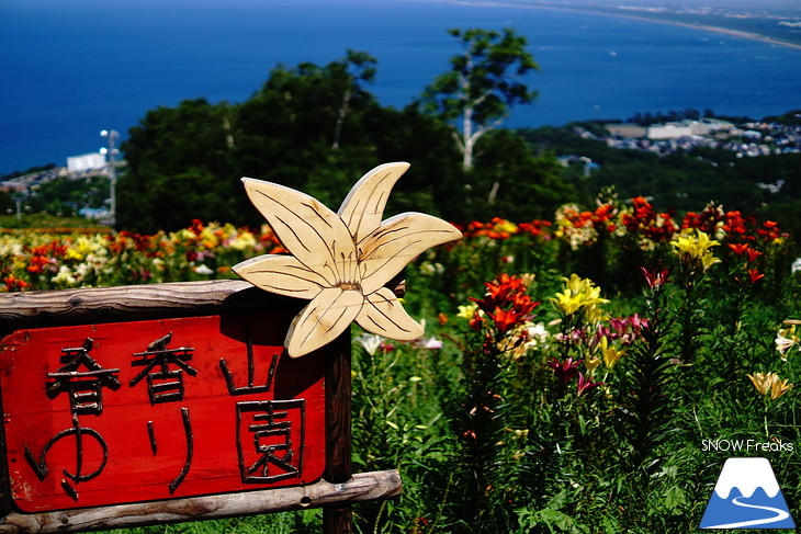 北海道最大級、213万輪のゆりの花！『オーンズ春香山ゆり園』